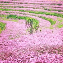 Γυψοφίλη Ροζ Ακροάστια Σπόροι 1γρ. Γυψοφίλης