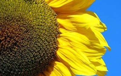 Ηλίανθος Γίγαντας Οδηγίες Καλλιέργειας Σπόρων