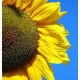 Γίγαντας Ηλίανθος (Helianthus annuus) 10 Σπόροι Γίγαντας Ηλίανθος (Helianthus annuus) 10 Σπόροι