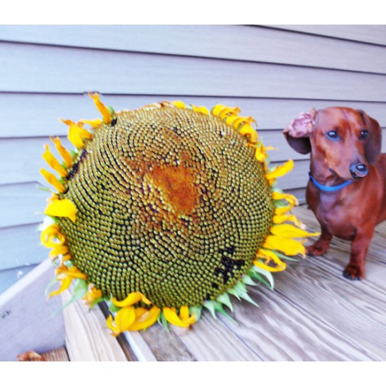 Γίγαντας Ηλίανθος (Helianthus annuus) 10 Σπόροι Γίγαντας Ηλίανθος (Helianthus annuus) 10 Σπόροι