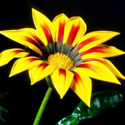 Γκαζάνια (Gazania Splendens) μιγμα χρωμάτων σπόροι 0,15γρ