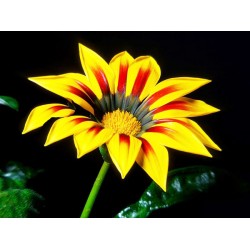 Γκαζάνια (Gazania Splendens) μιγμα χρωμάτων σπόροι 0,15γρ Γκαζάνια (Gazania Splendens) μιγμα χρωμάτων σπόροι 0,15γρ