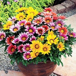 Γκαζάνια (Gazania Splendens) μιγμα χρωμάτων σπόροι 0,15γρ