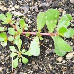 Γλυστρίδα 3γρ. Σπόροι Γλυστρίδας