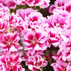 Γοδέτια διπλή πακέτο σπόρων 1 γραμ. Γκοδέτια