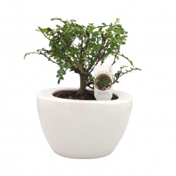 Σύνθεση bonsai Zanthoxylum με κασπώ λευκό Φ19x28 εκ Ύψος