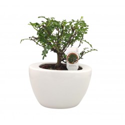 Σύνθεση bonsai Zanthoxylum με κασπώ λευκό Φ19x28 εκ Ύψος