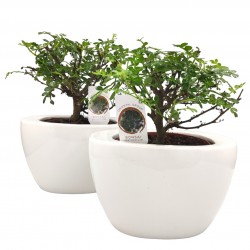 Σύνθεση bonsai Zanthoxylum με κασπώ λευκό Φ19x28 εκ Ύψος Σύνθεση bonsai Zanthoxylum με κασπώ λευκό Φ19x28 εκ Ύψος