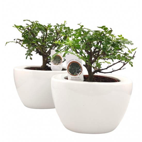 Σύνθεση bonsai Zanthoxylum με κασπώ λευκό Φ19x28 εκ Ύψος