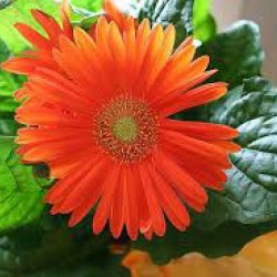 Ζέρμπερα Γίγας Ανάμικτα Χρώματα Σπόροι 0,05γρ.