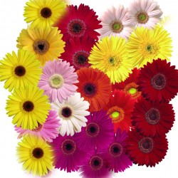 Ζέρμπερα Γίγας Ανάμικτα Χρώματα Σπόροι 0,05γρ.