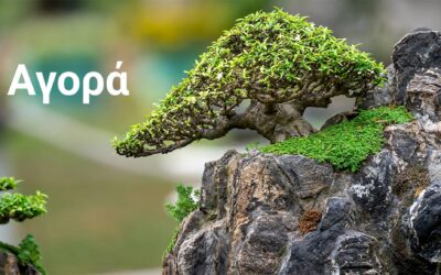 Bonsai Αγορά