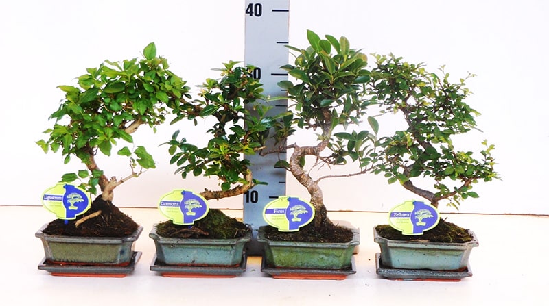 Όλα για τα Bonsai!