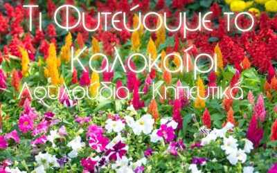Τι να Φυτέψω το Καλοκαίρι?