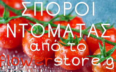 Σπόροι Ντομάτας Από το Flowerstore.com.cy