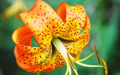 Turk’s Cap Lily Κρίνο Οδηγίες Καλλιέργειας Σπόρων