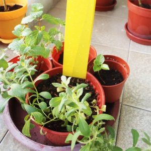 10 Οικολογικές παγίδες εντόμων 10 x 23 εκ. Ιδανικές για Μελίγκρες - Αλευρώδη - Μύγες