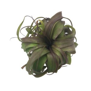 Αερόφυτο Tillandsia Eric Knobloch