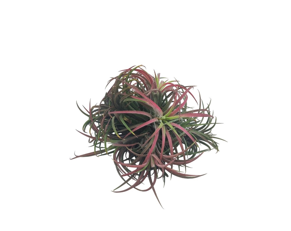 Αερόφυτο Tillandsia Ionatha Clumb Κόκκινο