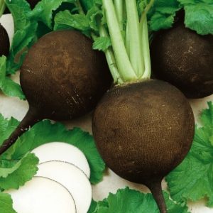 Ραπανάκι Μαύρο  "Kulata Cerna-Black Ball” - 5g Σπόροι