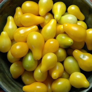 Ντομάτα Κίτρινο Αχλάδι "Yellow Pear" - 0,2g Σπόροι - Image 3