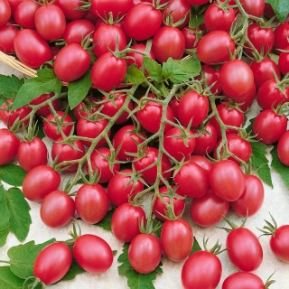 Ντομάτα Raspberry Red Hood - 0,1g Σπόροι - Image 2