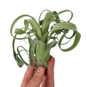 Αερόφυτο Tillandsia Curly Slim - Medium