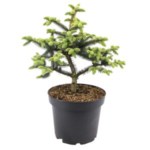 Ισπανικό Έλατο "Abies Pinsapo Μπονσάι" 10 σπόροι