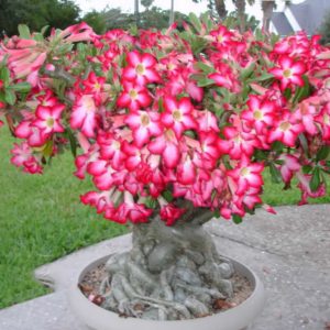 Adenium Obesum ή Ρόδο της Ερήμου 25 Σπόροι