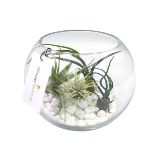 Σύνθεση με Αερόφυτα σε γυάλα - Terrarium
