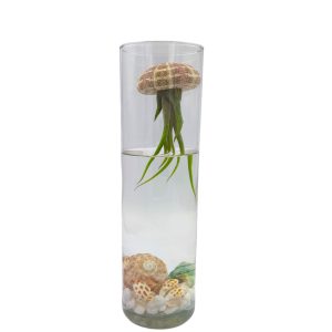 Σύνθεση Tillandsia jellyfish – Tillandsia Usneoides