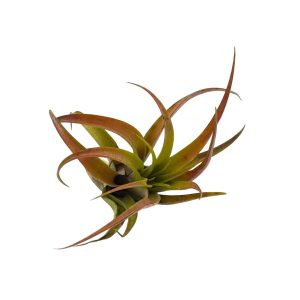 Αερόφυτο Tillandsia Capitata "Peach Red"