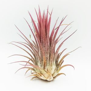 Αερόφυτο Tillandsia Ionantha
