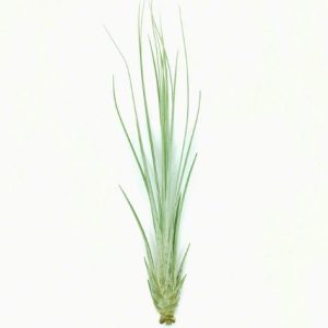 Αερόφυτο Tilandsia Juncea 1 Τεμ