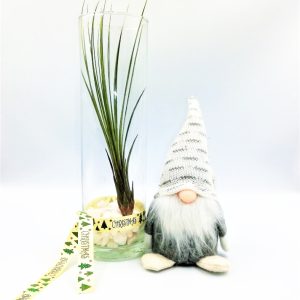 Αερόφυτο Santa Juncea Airplant Χριστουγεννιάτικη σύνθεση