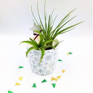 Airplants - Snowflakes Χριστουγεννιάτικη Σύνθεση 2 Αερόφυτων