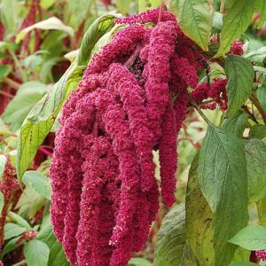 Αμάρανθος 2γρ Σποροι Αμάρανθου  (Love lies bleeding)