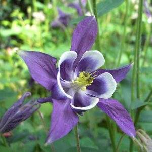 Aquilegia/Ακουιλέγια Careulea Mix / Μείγμα Χρωμάτων Σπόροι 0,30γρ.