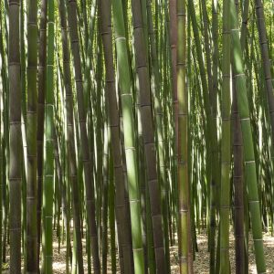Bamboo "Smaragd" Το γιγάντιο μπαμπού της Ευρώπης 15 Σπόροι