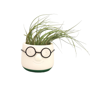 Αερόφυτο Tillandsia Silver με κασπώ black dude