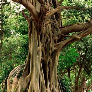 Bodhi Tree / Ficus religiosa Bonsai - 100+ σπόροι