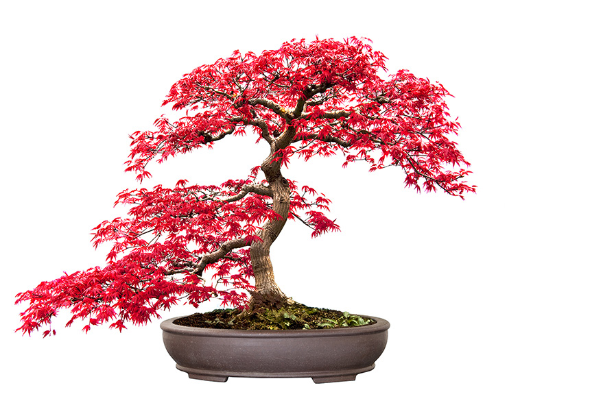 Bonsai Starter Σετ Δώρου - Acer Palmatum Red - Image 2