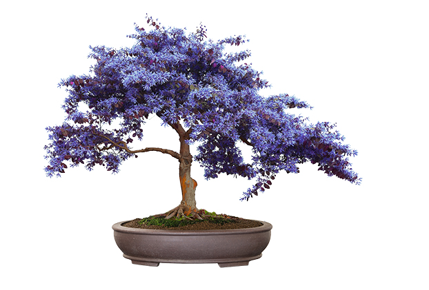 Bonsai Starter Σετ Δώρου - Jacaranda - Image 2