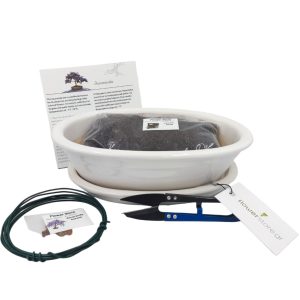 Bonsai Starter Σετ Δώρου - Jacaranda