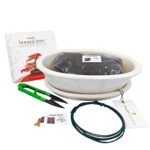 Bonsai Starter Σετ Δώρου - Acer Palmatum Red