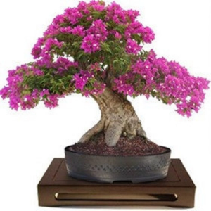 Μπονσάι Λαγκεστρέμια "Lagerstroemia indiga violacea" - 50 σπόροι