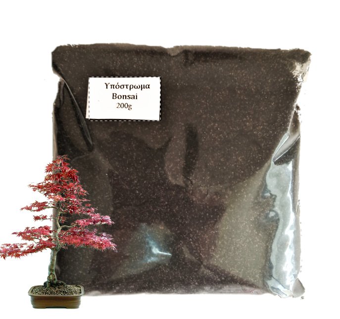 Bonsai Starter Σετ Δώρου - Jacaranda - Image 4