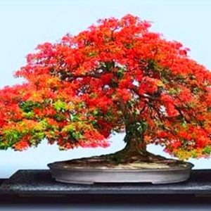 Δέντρο της Φωτιάς / Flame Tree - 6 σπόροι