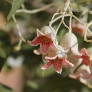 Kurrajong  (Brachychiton populneus) - 15 σπόροι