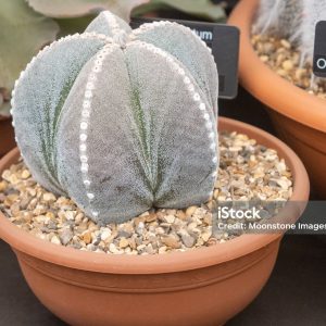 Κάκτος "Astrophytum Myriostigma" - 20 σπόροι